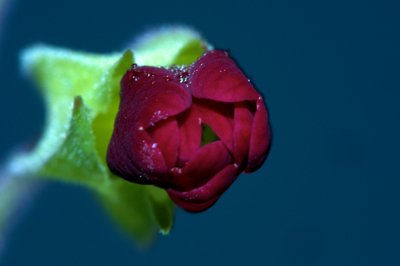 Regard rouge_4529779751_l.jpg